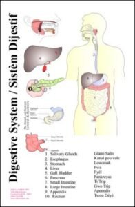 Chart: Digestive System